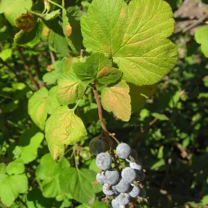 Grapes ?