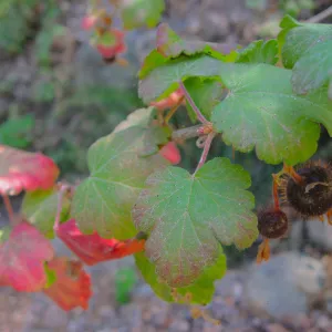 branch with fruit and red leaves