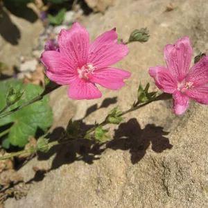 pink flowers against sandstone boulder