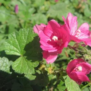 Magenta flower