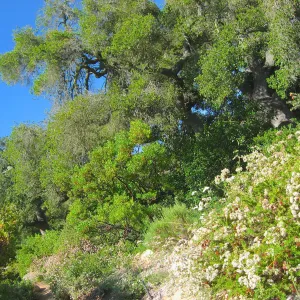 Hillside SBBG
