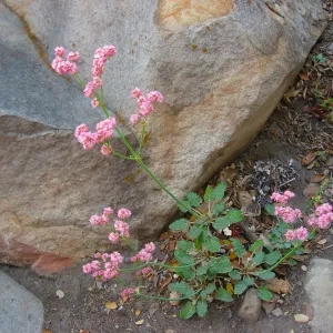 Buckwheat