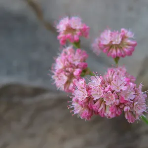 Pink Flower Buckwheat?
