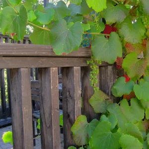 Grapes by the Arbor Terrace