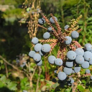 Berries?