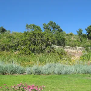 Meadow lawn