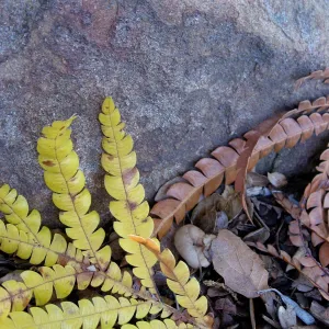 ironwood leaves, fall color, sandstone boulder, texture in the Garden