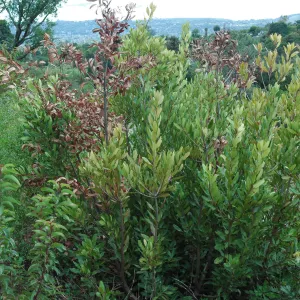 Heteromeles arbutifolia, dieback caused by Botryosphaeria