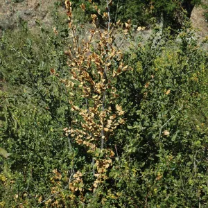 Quercus dumosa, dieback caused by Botryosphaeria