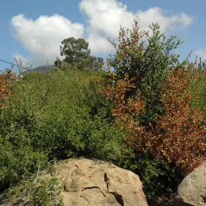 Quercus dumosa, dieback caused by Botryosphaeria