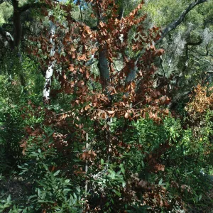 Umbellularia californica, dieback caused by Botryosphaeria