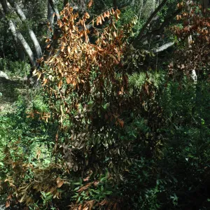 Umbellularia californica, dieback caused by Botryosphaeria