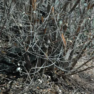 Olive treatment at Quercus dumosa site