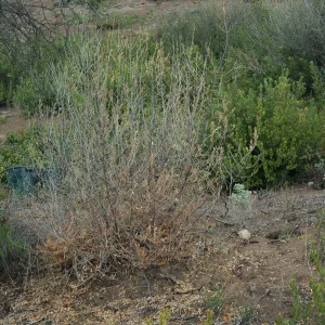 Olive treatment