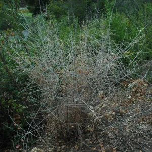 Olive treatment