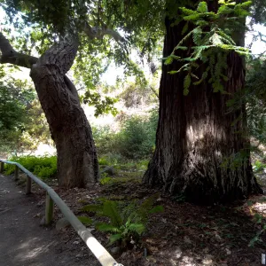 SBBG Redwood Section (Coast Redwood)
