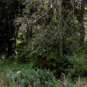 SBBG Mission Creek above the Mission Dam and the Redwood Section, panorama