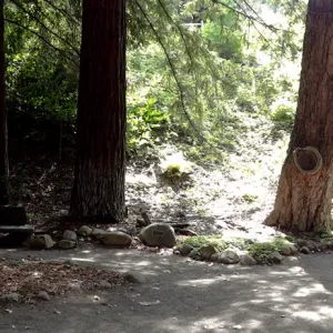SBBG Redwood Section, panorama