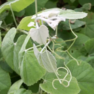 leaves and tendrils of Vitis californica, California grape