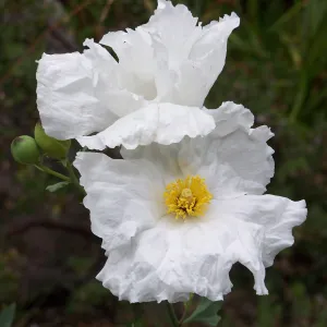 Matilija poppy flower