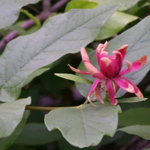Spice bush