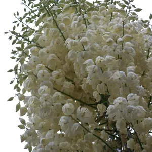 Yucca inflorescence