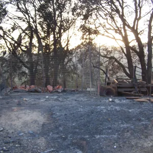 SBBG After the Jesusita Fire, fire damage on the east side of the Garden and at the Hort Unit