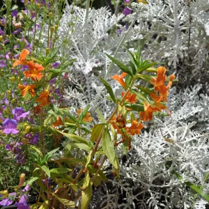 Mixed border with Mimulus