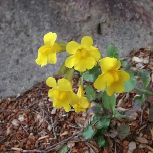 Yellow Flowers