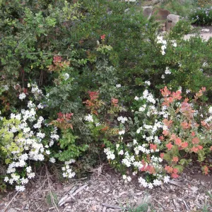 White Flowers