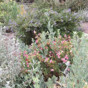 Mixed border with Mimulus