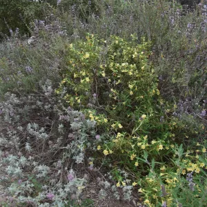 Mixed border with Mimulus (Monkeyflower) (Sage)