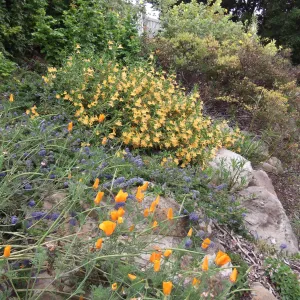 Mixed border with Mimulus California Poppy , Monkeyflowers