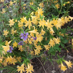 Mixed border with Mimulus