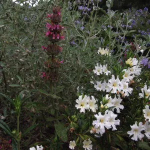 White Flowers