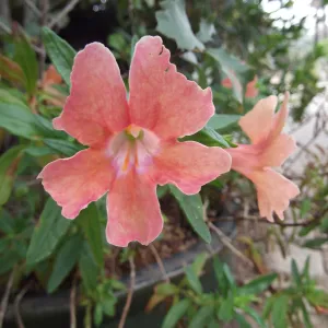 Coral and pink flower