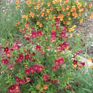 Mimulus 'Trish' gowing with Mimulus 'Robin'