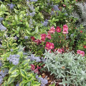 Pink flowers and blue flowers