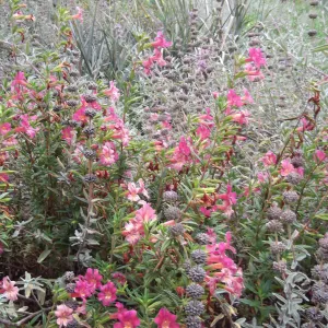 Mimulus Trish