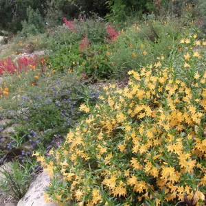 Wildflowers