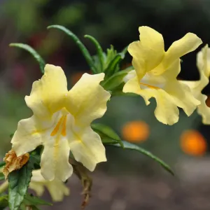 Mimulus 'Elinor'