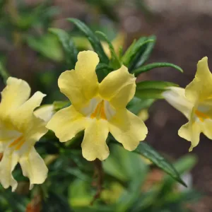 Mimulus 'Elinor'