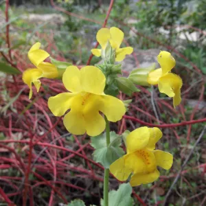 Yellow Flower close-up