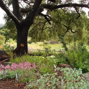 June in the Garden, Orchid Display Garden
