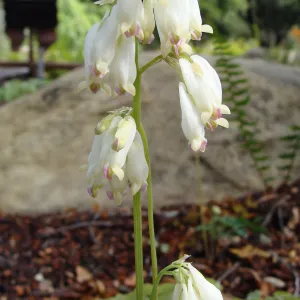 June in the Garden, Orchid Display Garden