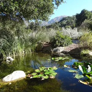Meadow Pond