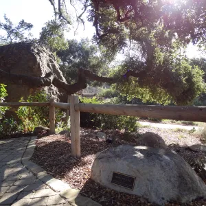 back side of the Blaksley Boulder, wood fence, boulder with plaque, under oak