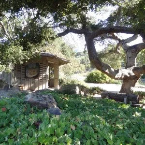 Information Kiosk under oak canopy