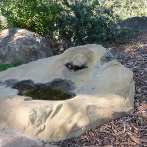 SBBG sandstone sculpted dog fountain under the Meadow Oaks