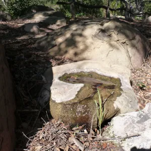 boulder with water seep for wildlife